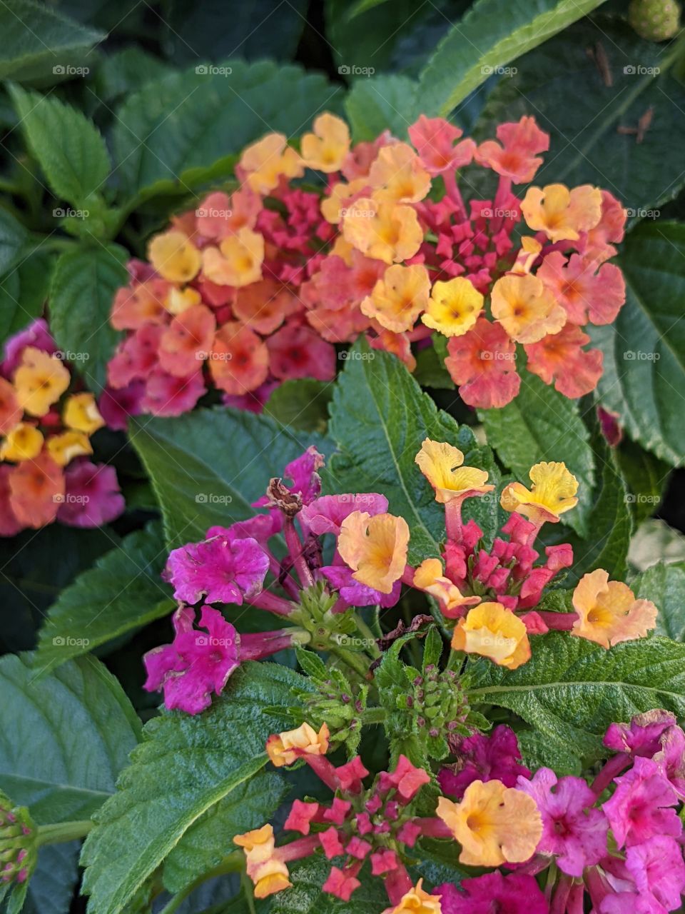 beautiful multicolored flowers,