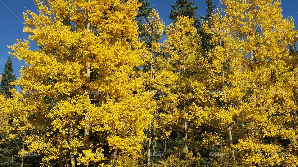 Wood, Tree, Leaf, Fall, Season
