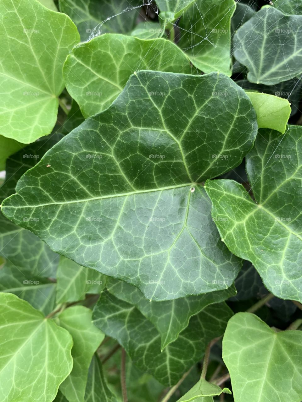 Ivy leaves