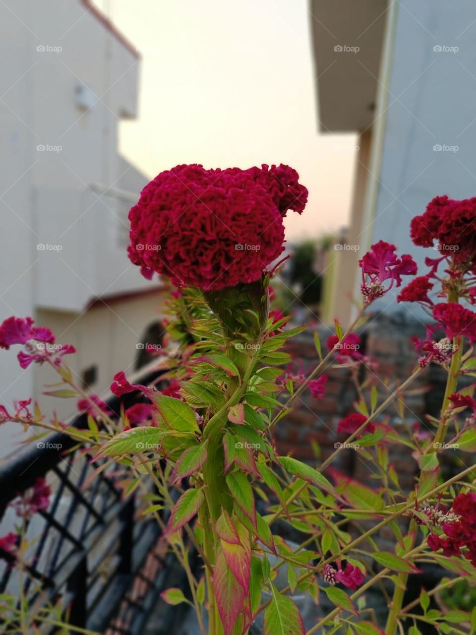 Wow, those red flowers on the plant really pop against the green leaves! Nature's colour palette at its finest