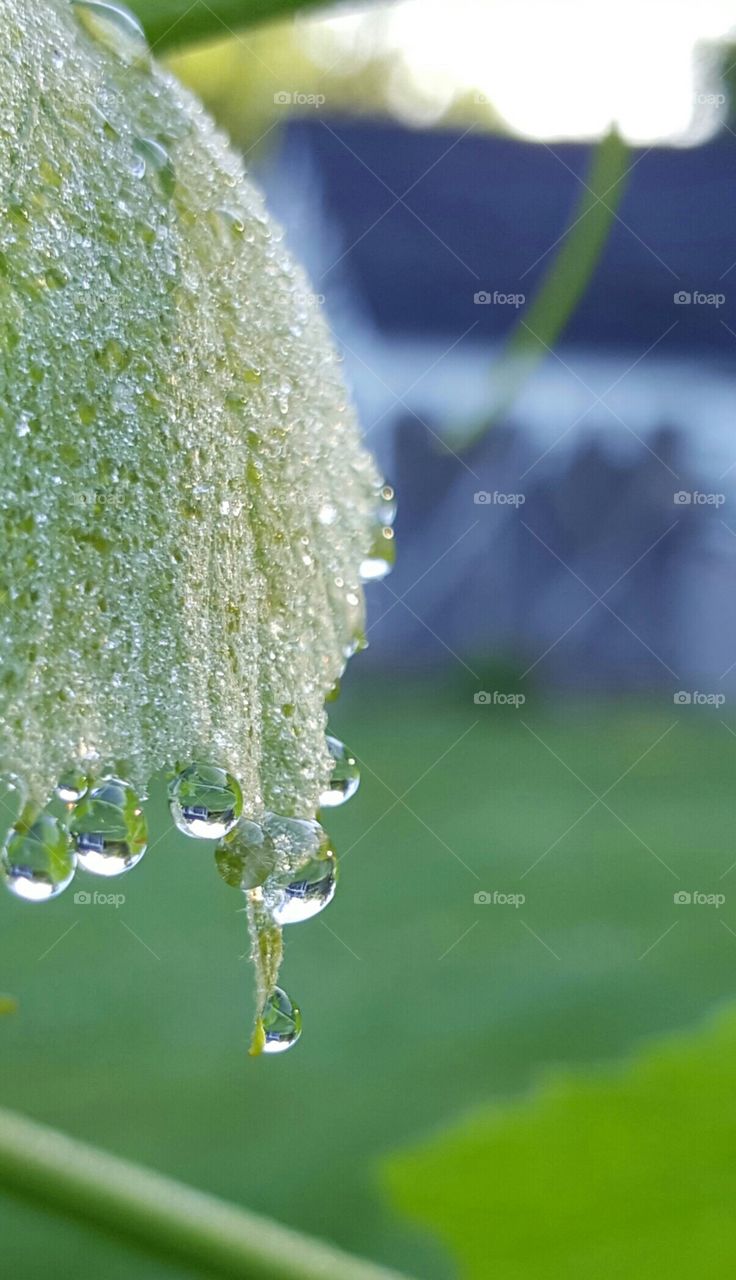Dew drops