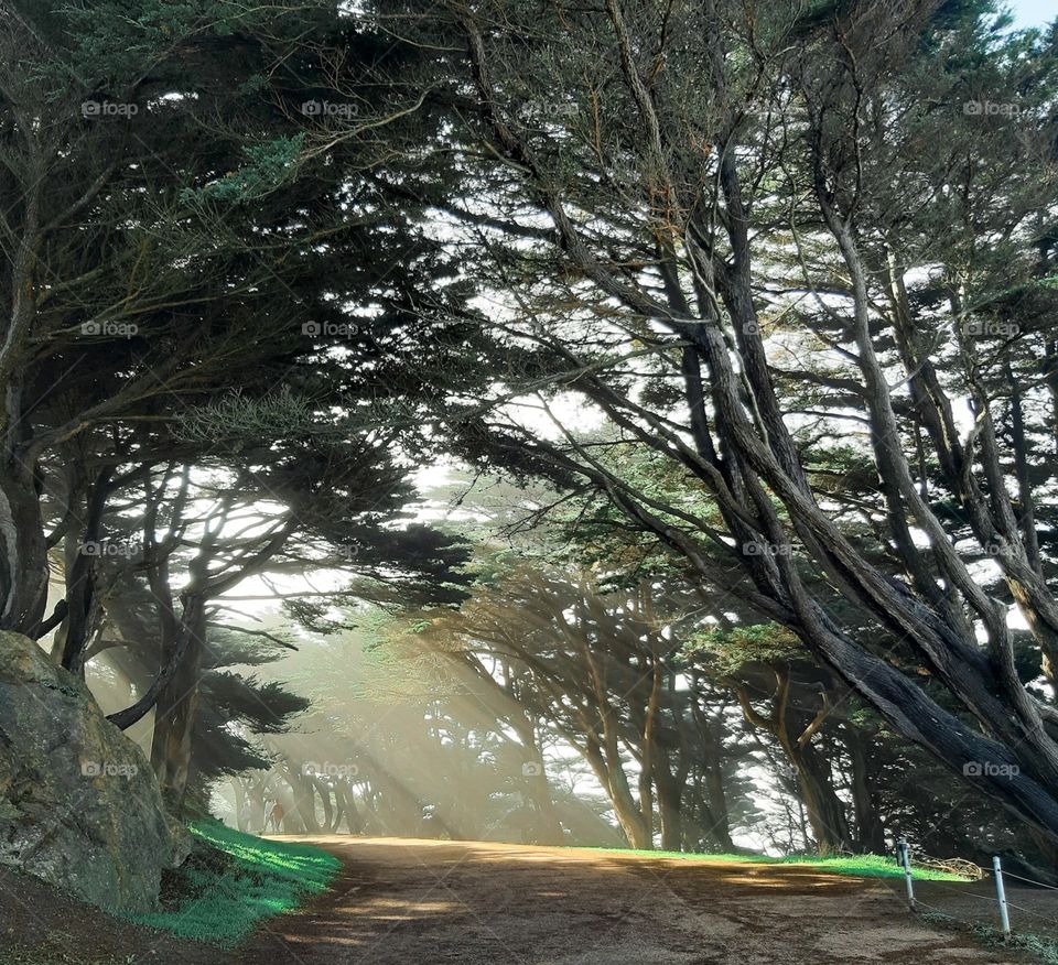 Lands End at San Francisco, more pictures can see at IG name: travelthailand_by_ad