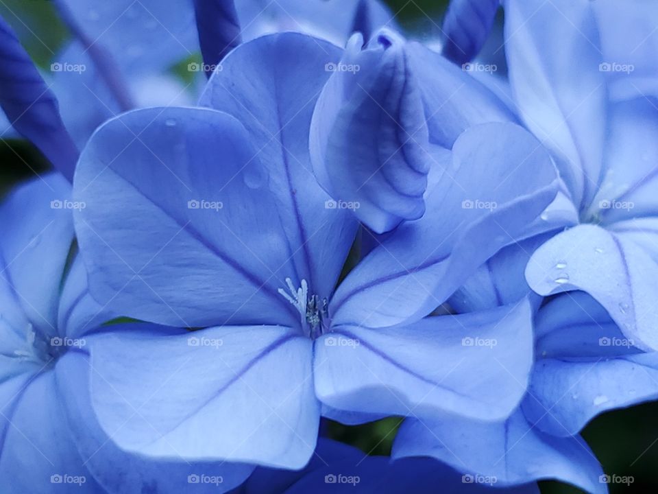 Close up of beautiful plumbago flowers with morning dew.