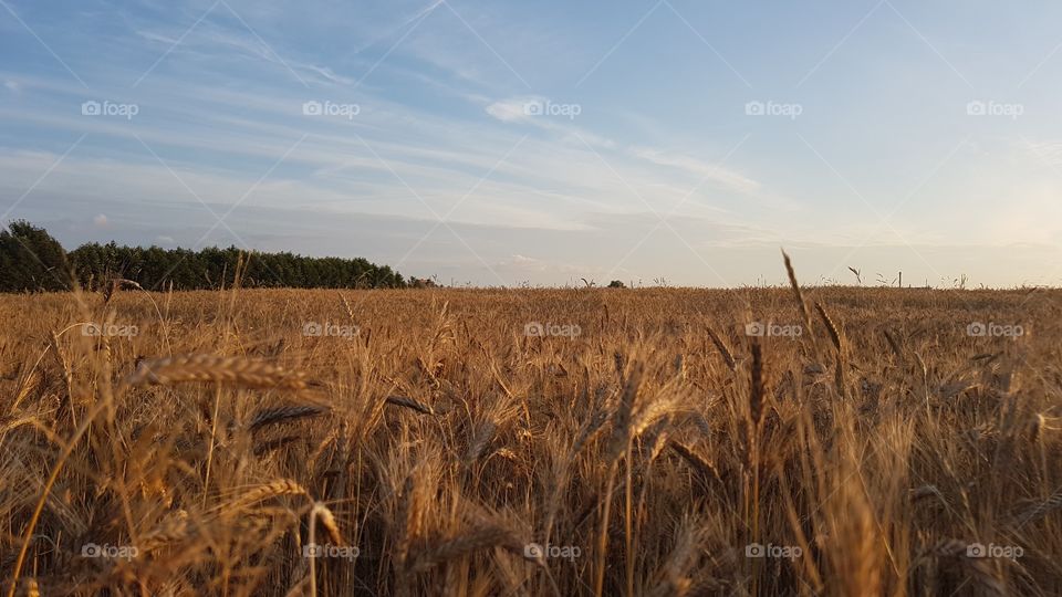 Rye Field Horizon