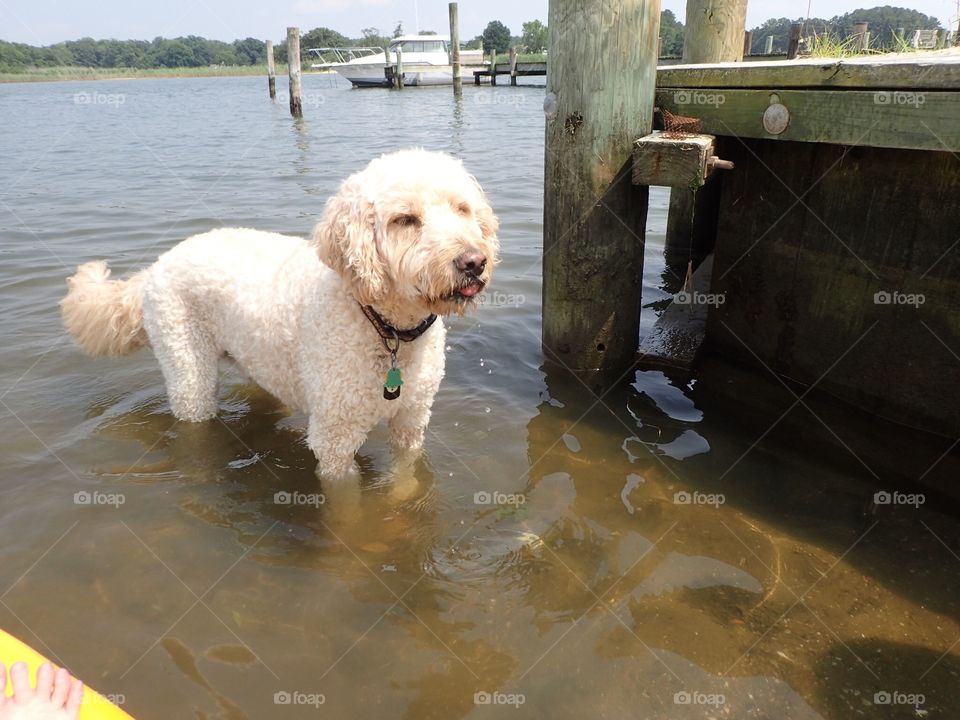 Dog in the bay