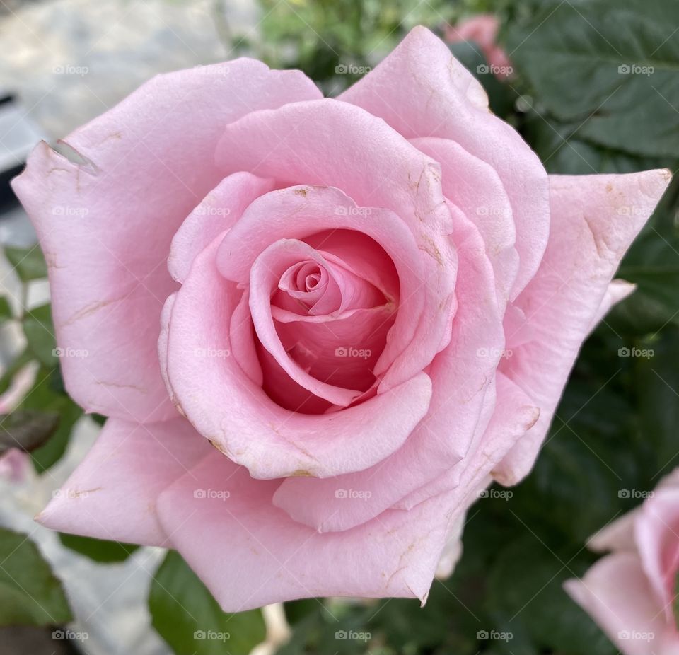 Pink rose