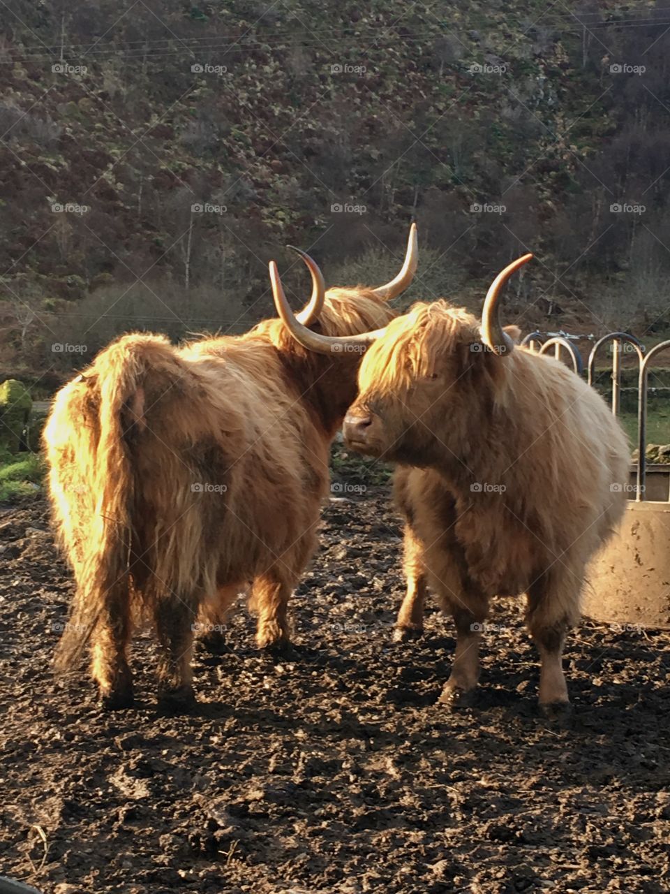 Highland Cows 