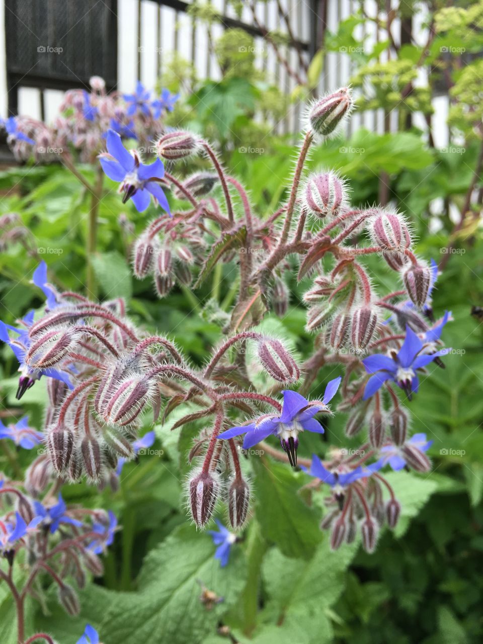 Close up view of blue borage flowers in a summer garden against a backdrop of a mediaeval Hall