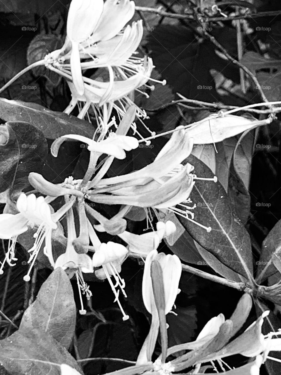 B&w honeysuckle 