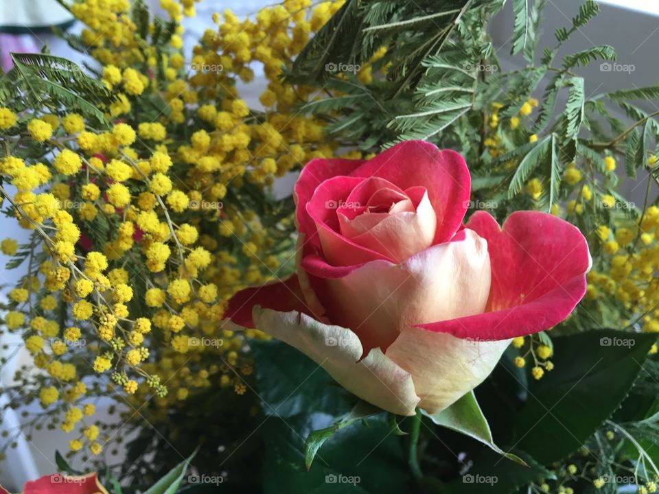 Two-tone rose with mimosa