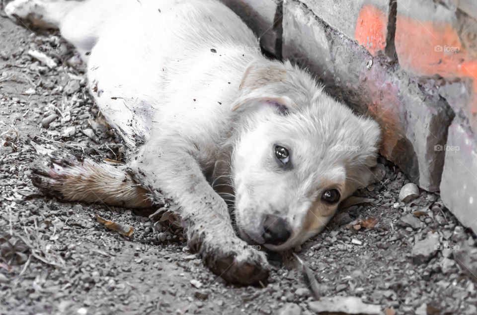 Puppy gets dirty