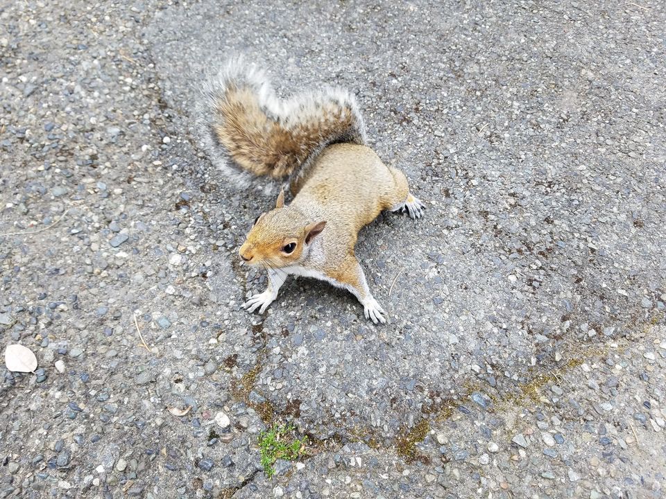 squirrel 5/18/2016