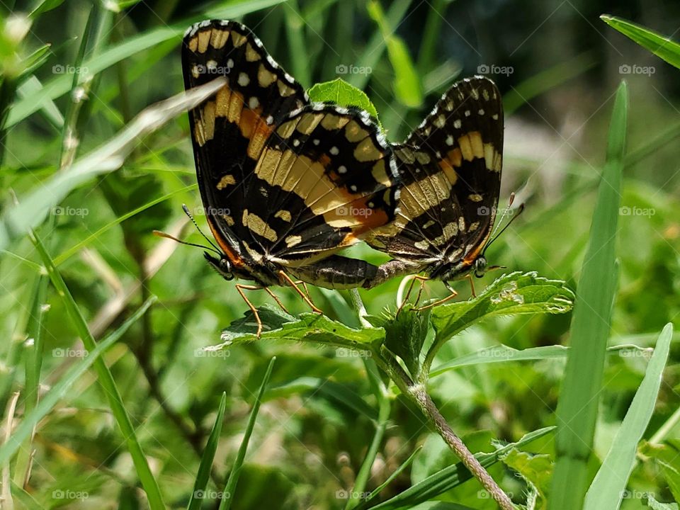 From the ground level two bordered patch butterflies mating on ground cover leaves.