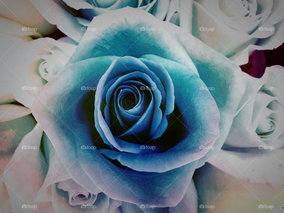 Blue rose