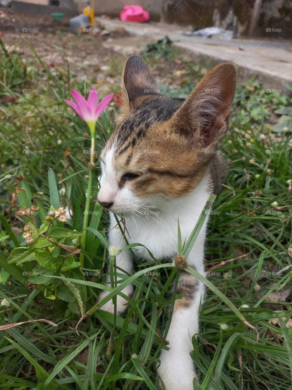 Cute kitten playing in the grass