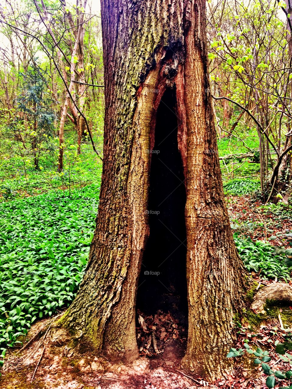 Hollow tree in bluebell woods