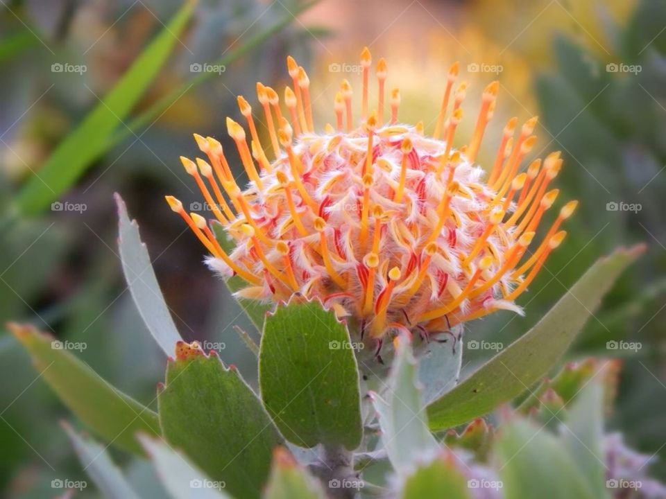 Pincushion Protea