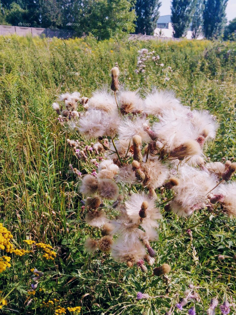 Blower on the meadow