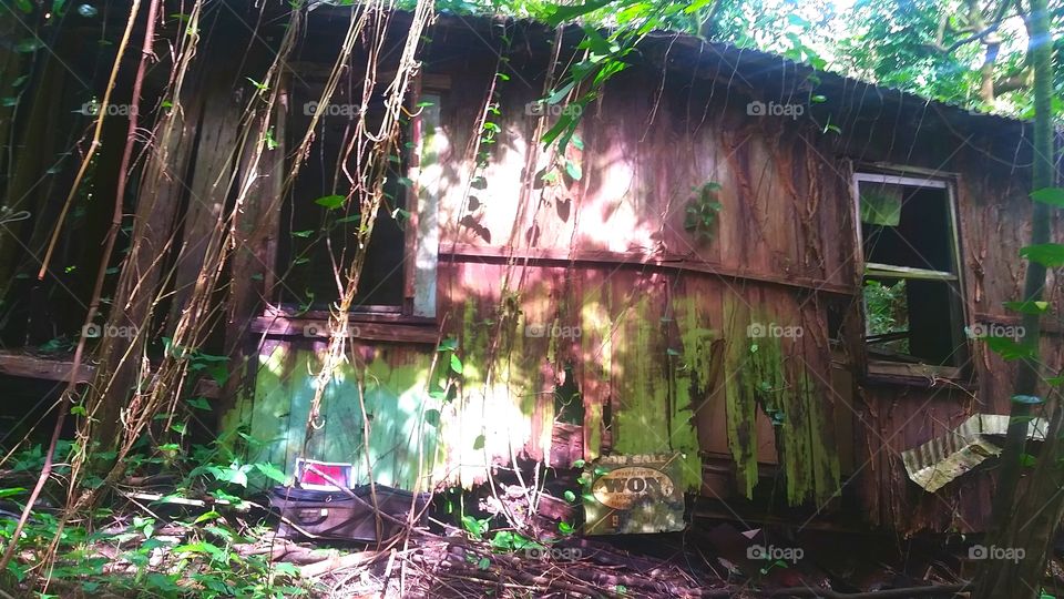 abandoned house in the forest