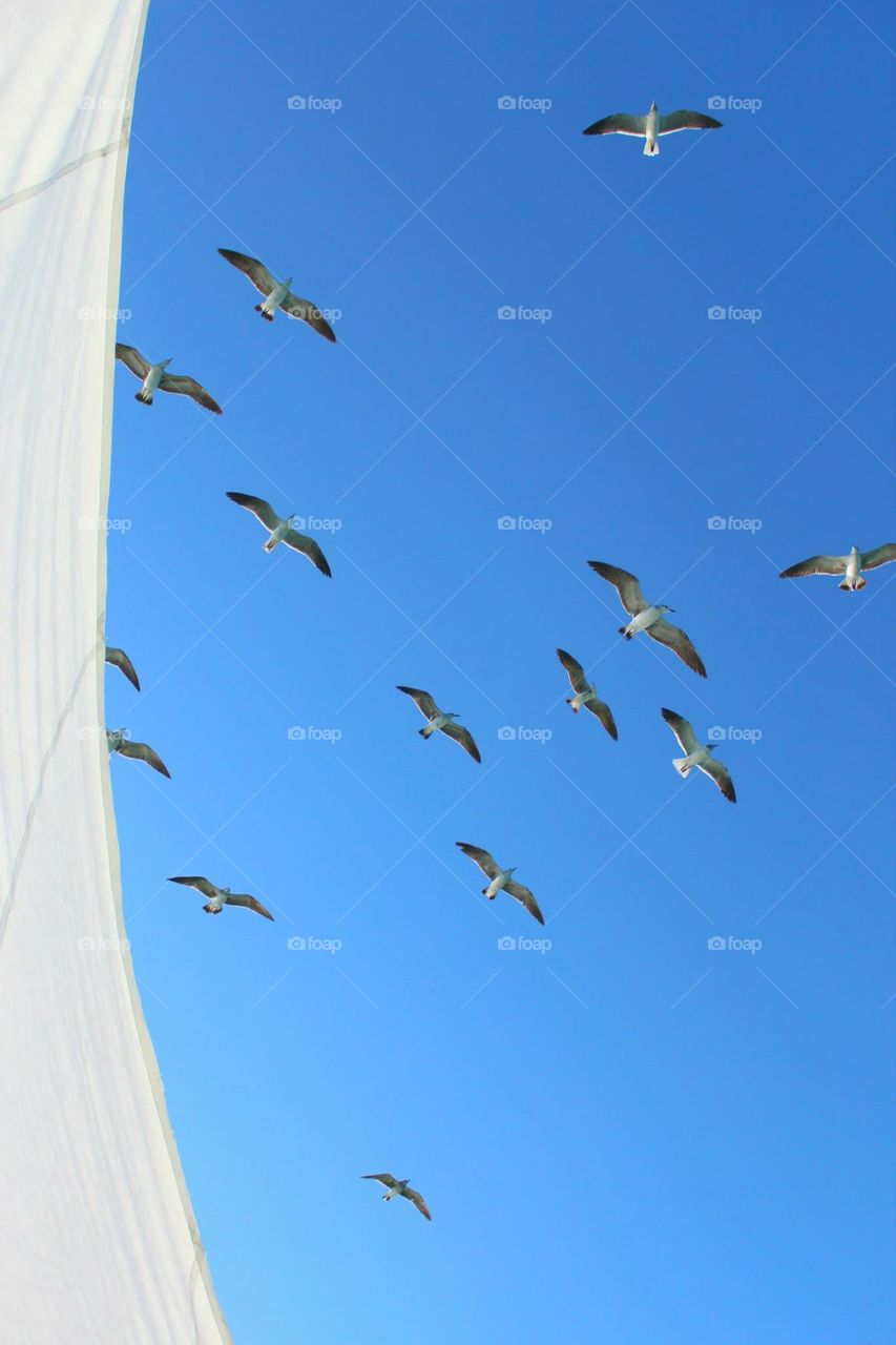 Birds Flying High 