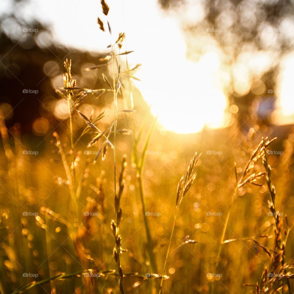 The gold of the golden hour. Plant shot taken during the golden hour in Vilnius, Lithuania