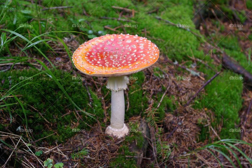 In the forest after rain