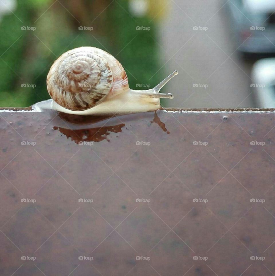 snail