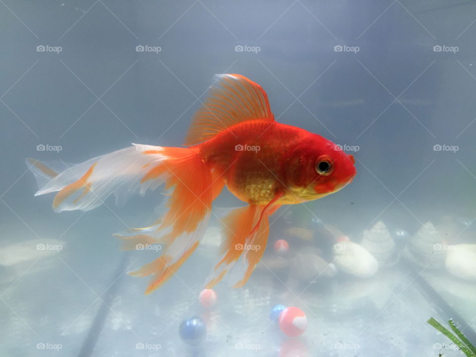 Goldfish. This is my goldfish which name is Cooper. He died three months ago. I missing him a lot. 
