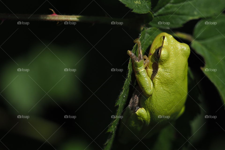 Tree frog hanging on a fresh leaf