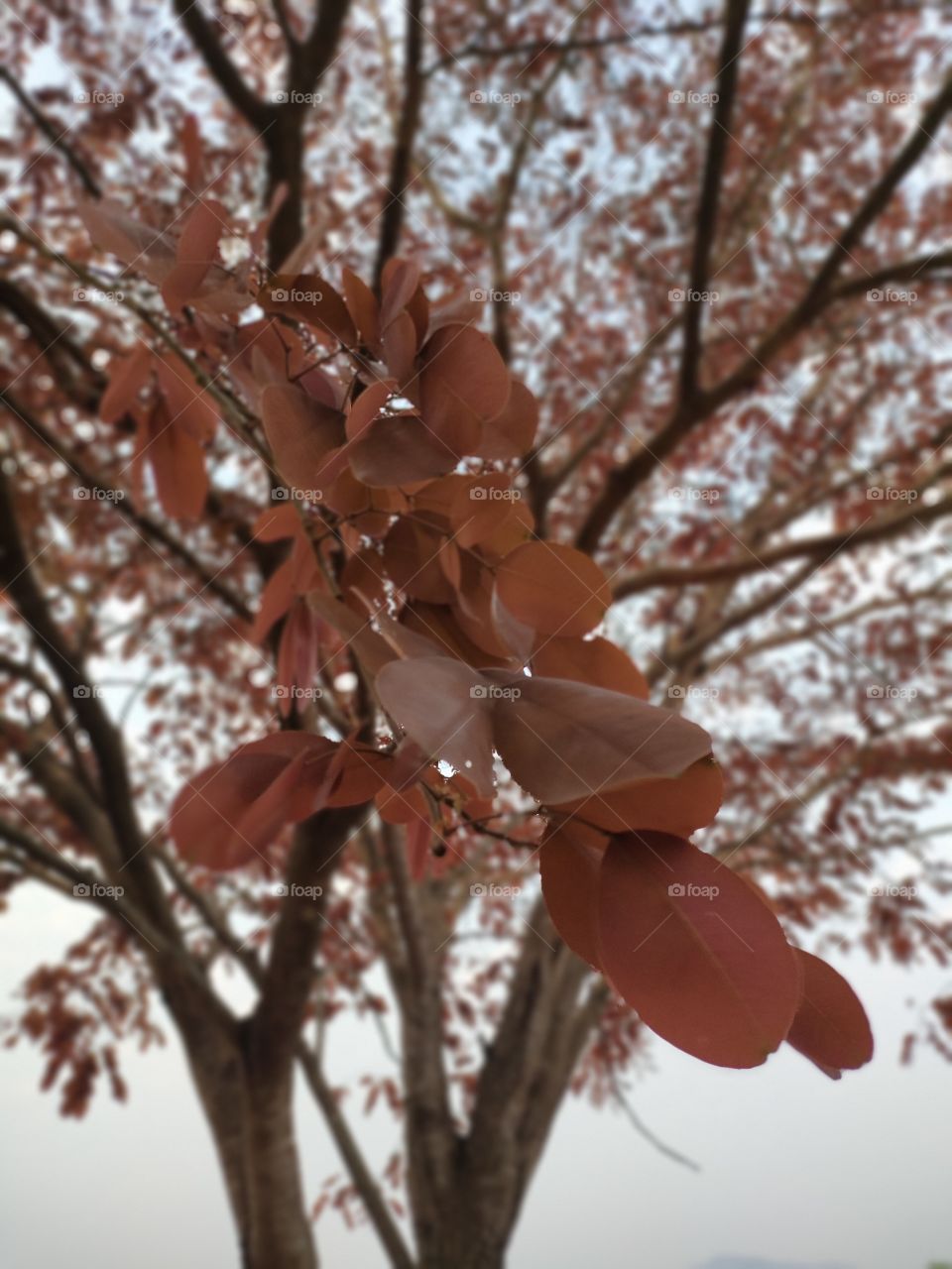 red leaves tree