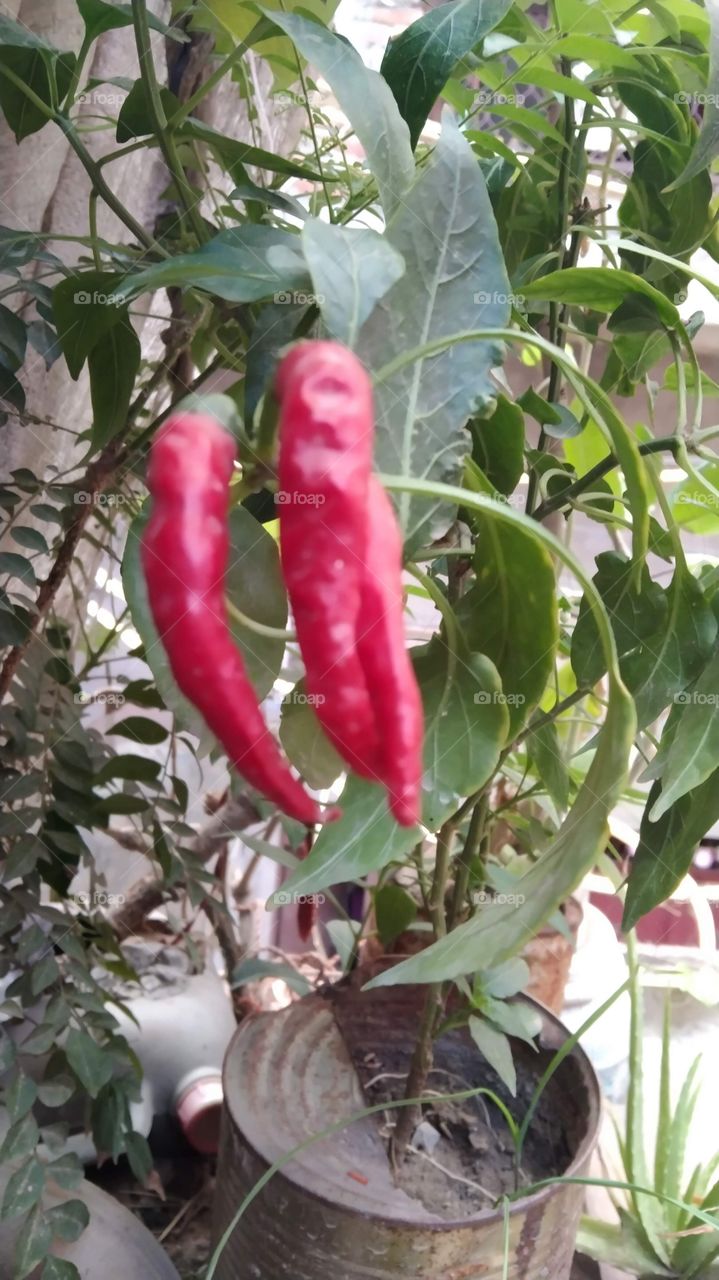 Red chillies