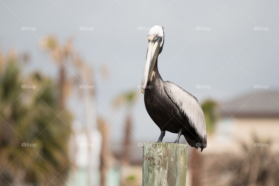 Bird, Wildlife, No Person, Nature, Outdoors