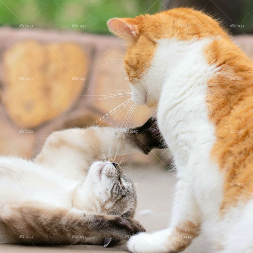 spunky white belly kitten playing with adult orange and white cat by rolling on her back at his feet and swatting