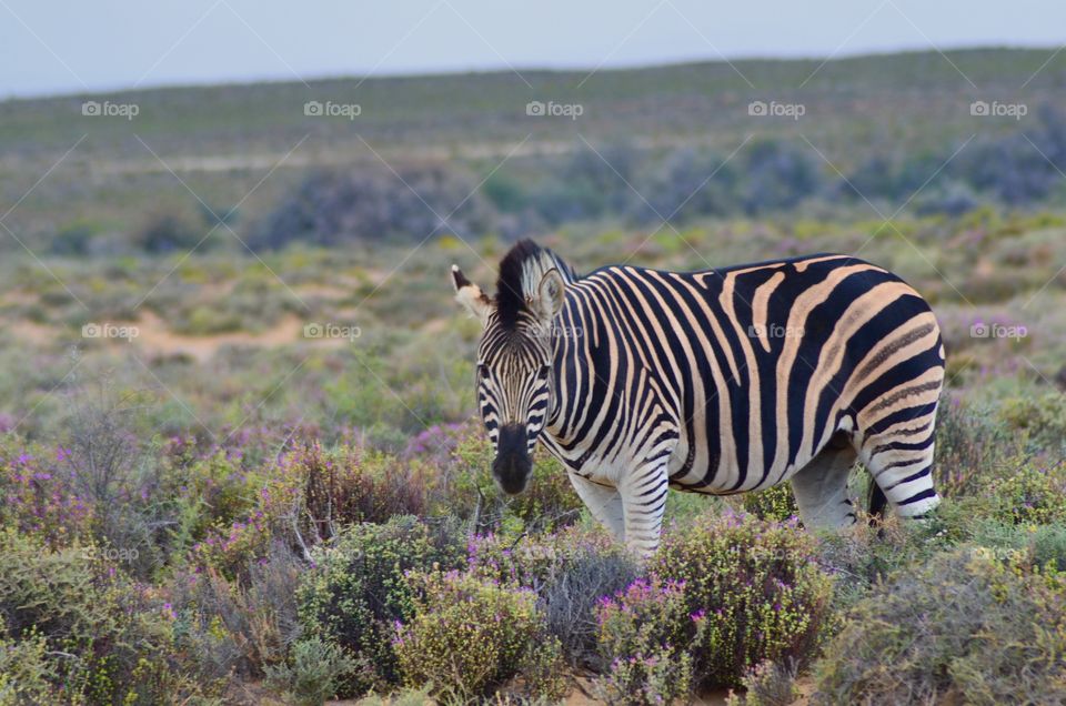 Safari in South Africa