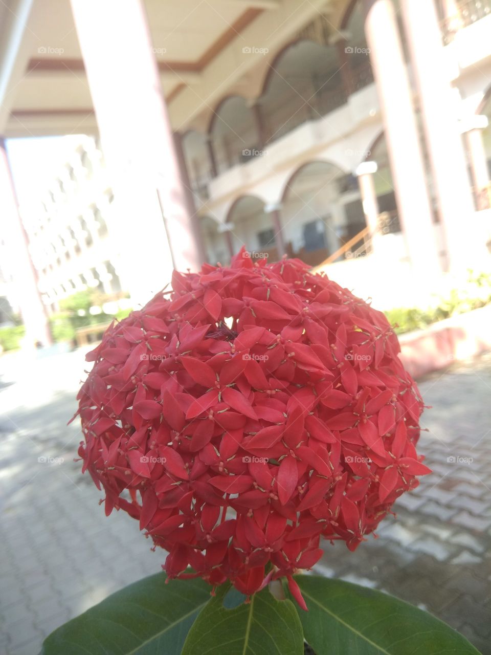 A big blossom of of red flowers, looking very attractive and beautiful!!