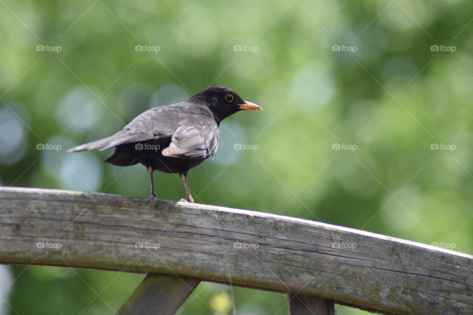 Blackbird perching on fence