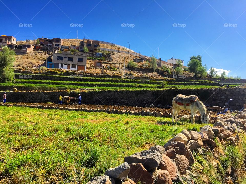 Farmland in Peru