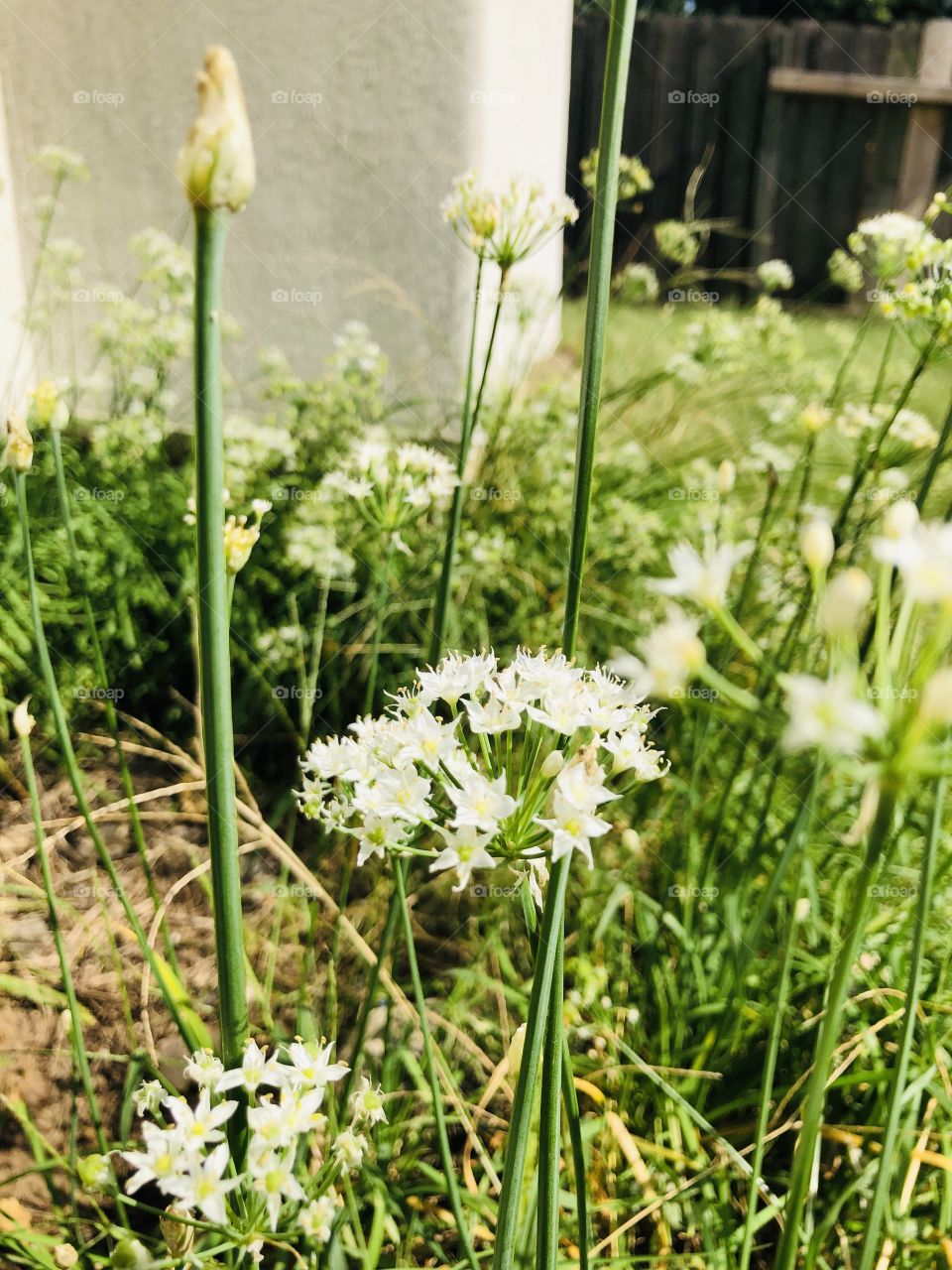 lovely blooms