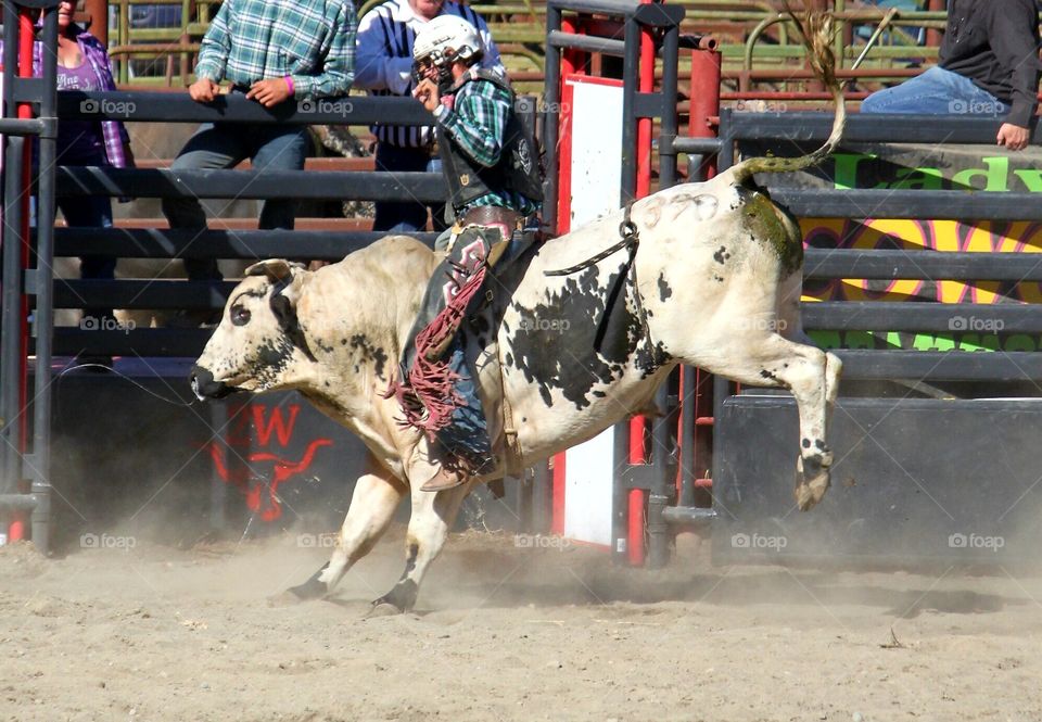 Bull Riding