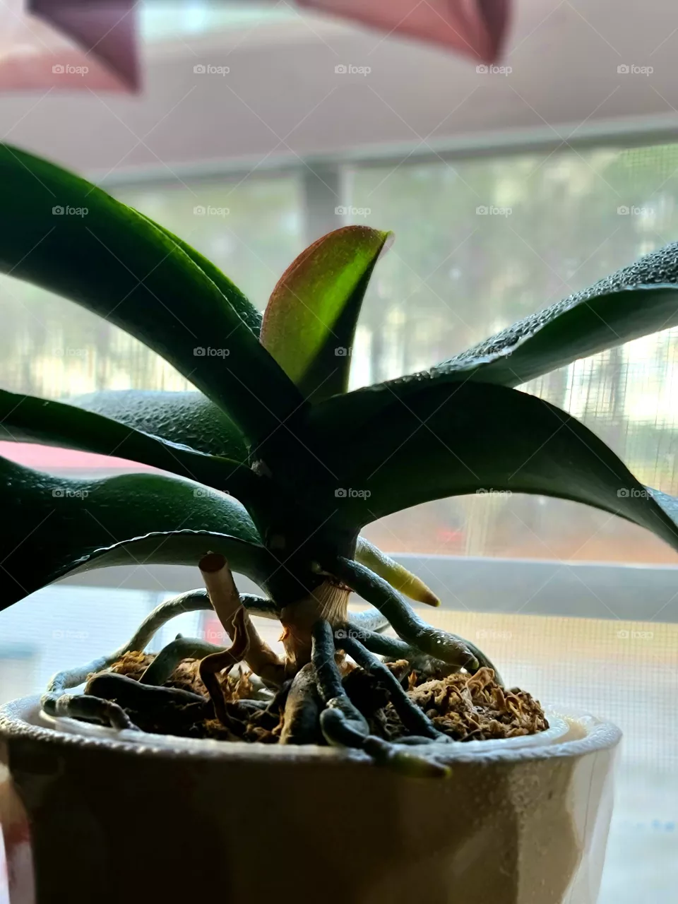 Orchid Leaf Sprout - Retoño de hoja de orquidea 