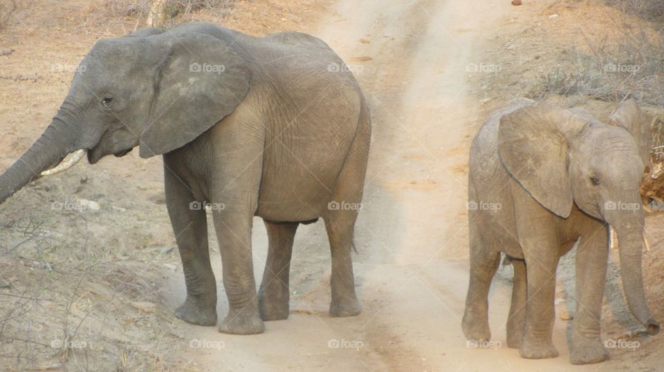 Elephants apart 