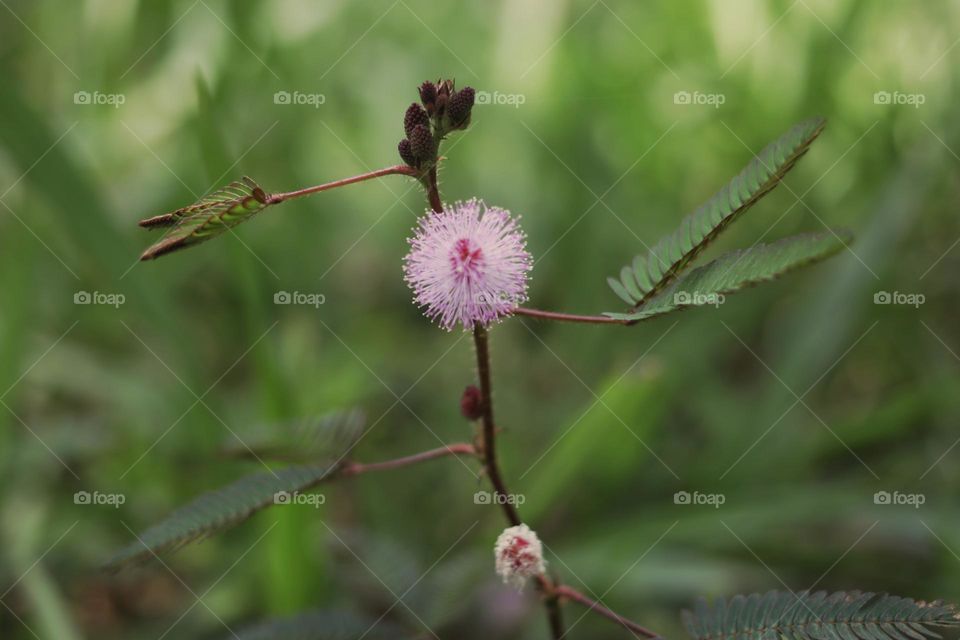 head flower