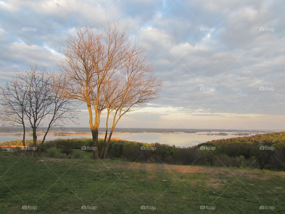 Trees on the high bank of the river