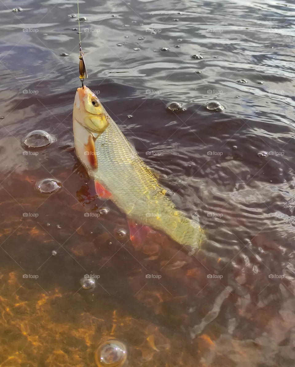Fishing, early morning, silence, river, coolness, sunrise on the river, perch, spinning, fishing rod, spinner, spinning fishing,