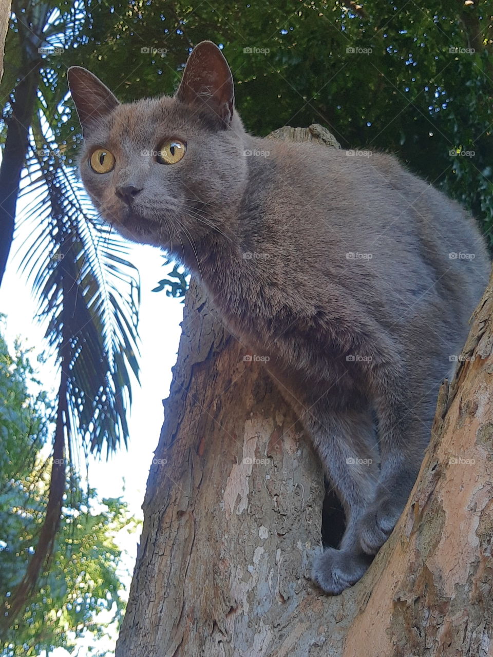 gray cat on a tree