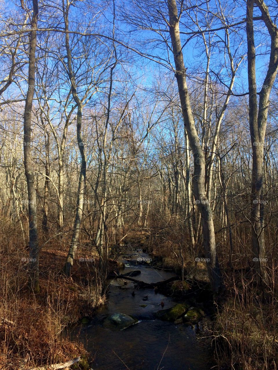 Small stream flowing through trees