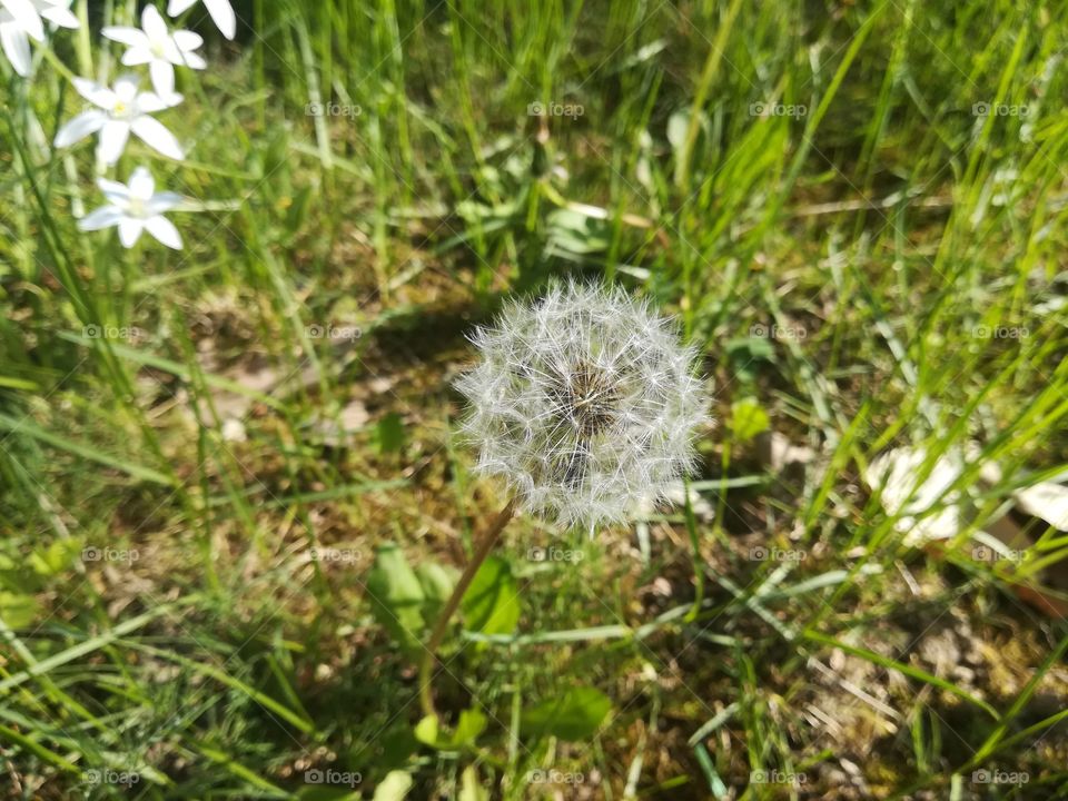 Dandelion