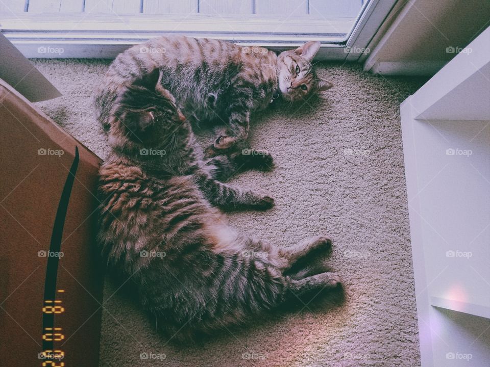 Cuddling kitty siblings
