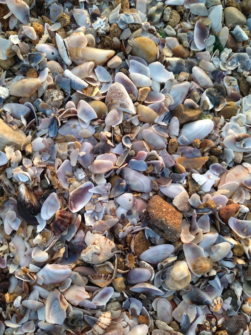 look for shell
