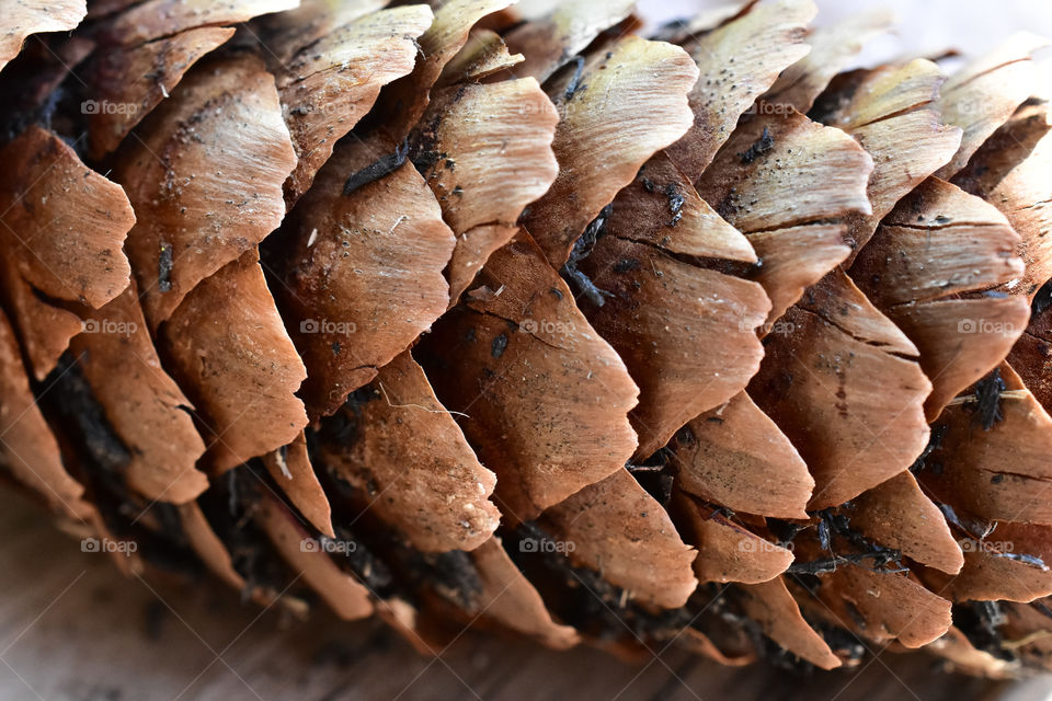 Pine Cone Macro